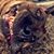 Jared Locklear's profile image