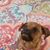 Bonnie Hulinsky's profile image
