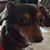 Martha Zampieri's profile image