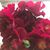 Angela D Calcagno-Marquez's profile image