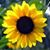Marilyn Buel's profile image