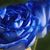 Thelma Z. Yalda's profile image