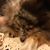 Patsy Messer's profile image