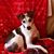 Patty Hagstrom Kopeloff's profile image