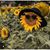 May Flores's profile image