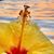 Debra Frantz-Griffis's profile image