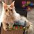 Stephanie Capesius's profile image