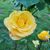 Lindsey Seth Tolliver's profile image