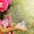 Kisley G. Romano's profile image