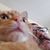 Paddy McCay's profile image