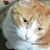 Nehama Waisbuh's profile image