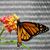 Barbara Heinchon Smart's profile image