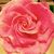 Andrea Goldsmith's profile image