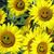 Sylvia Ekedahl Waldsmith's profile image