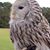 Kimberly Foster Brewster's profile image