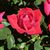 Eileen Lindquist Andrews's profile image