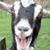Dominic Kallas's profile image