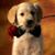 Ruben Arroyo Magdaleno's profile image