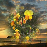 Melissa Sauret-Hamman's profile image