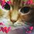 YK Poon's profile image