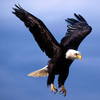 Eric D.'s profile image