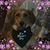 Terri Johnson's profile image