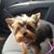 Doreen Rhodes's profile image
