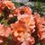Bobbie Watts Maggard's profile image