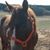 Debbie Beaton's profile image