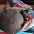 Alicia Ham's profile image