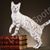 Melissa Bengals's profile image