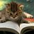 Kitty MacDougall's profile image