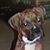 Dennis Sorbel's profile image