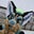 Treble Vandoren's profile image