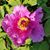 Anna Marie Guglielmo's profile image