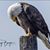 Karen Murphy Scearce's profile image