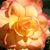 Rose Bolle's profile image