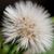 Tina Shockley's profile image
