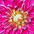 Gigi Bini's profile image