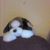 Cheryl Prendergast's profile image