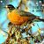 Robin Klute Podell's profile image