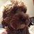 Alicia Villatoro's profile image