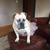 Tracey McNaughton Peterson's profile image