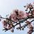 Diana Smith Voisin's profile image