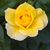 Mary Wilcox Bussard's profile image