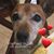 Rosina Landolfi's profile image