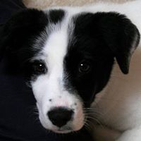 Dan Yoon's profile image