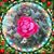 Sue Husbands's profile image