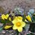 Debbie Dandridge Rast's profile image