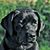 Linda Curpier's profile image